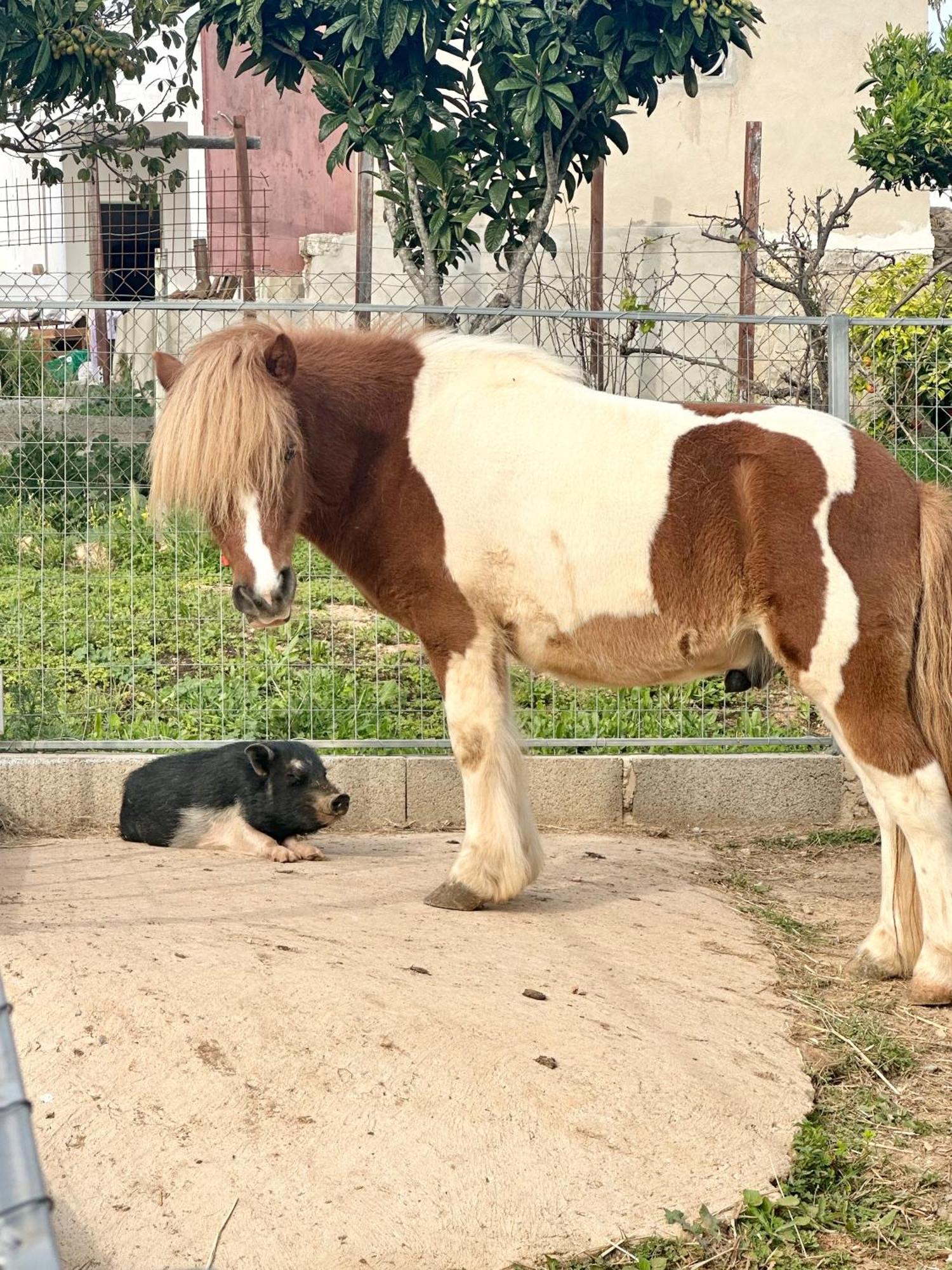 La Quinta Da Liberdade - Ferme De Charme En Algarve Villa Pechão Dış mekan fotoğraf